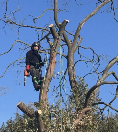 Greenleaf Tree Surgeon Bedford 01 1771326817 Medium