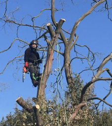 Greenleaf Tree Surgeon Bedford 01 1771326817 Small