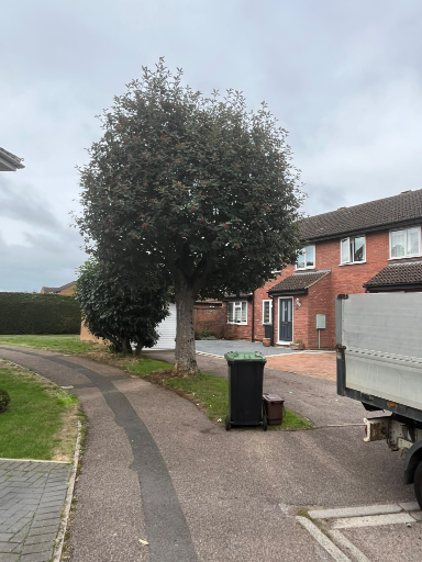 Tree Removal Flitwick Medium